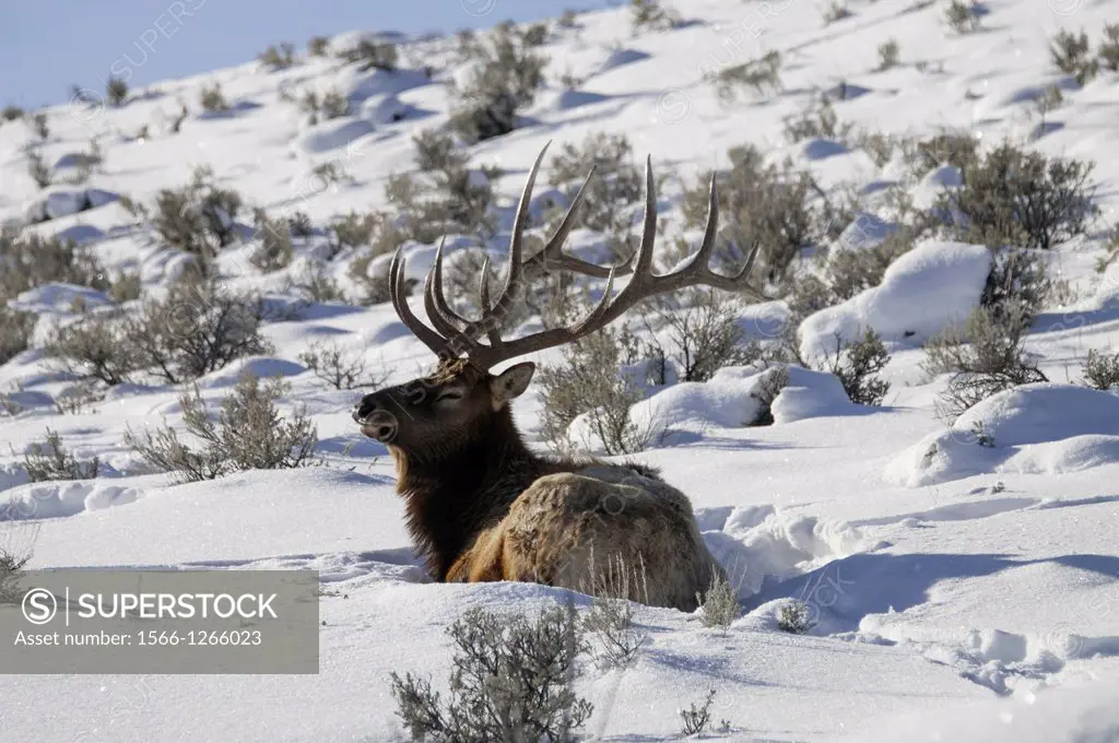 Elk Cervus elaphus on a snowy slope on the Columbia Blacktail Plateau at Yellowstone National Park. Mammoth Hot Springs, Wyoming, USA