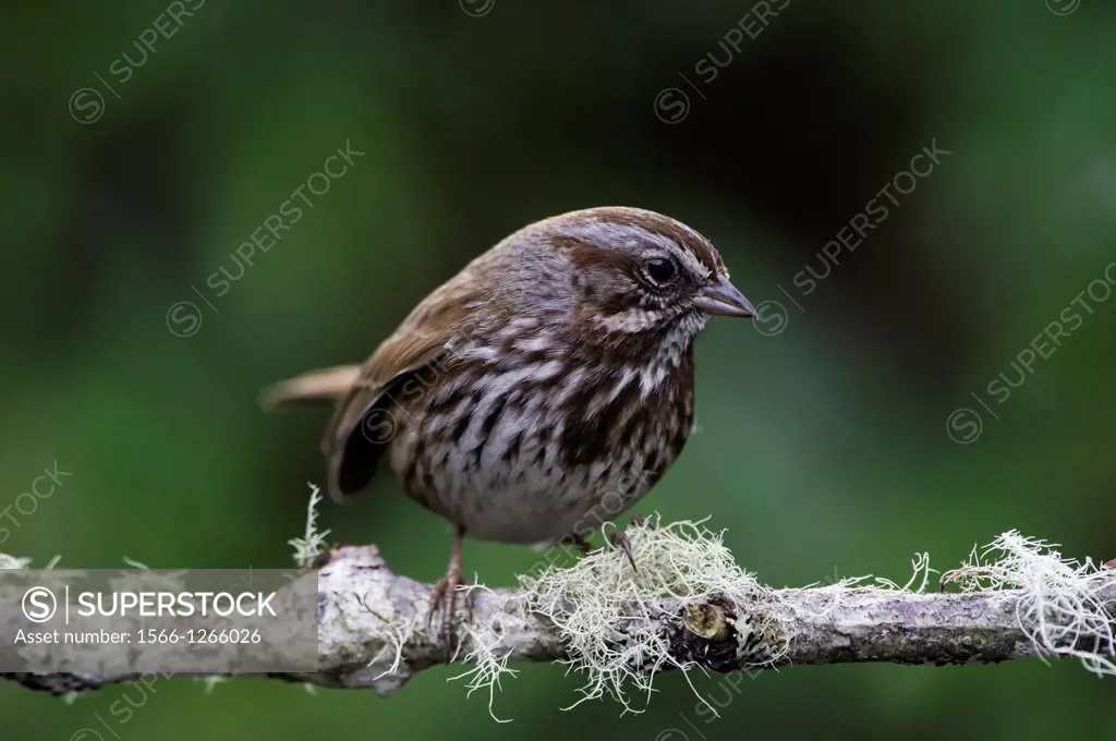 The Song Sparrow  Melospiza Melodia is a medium-sized American sparrow  Among the native sparrows in North America, it is easily one of the most abund...