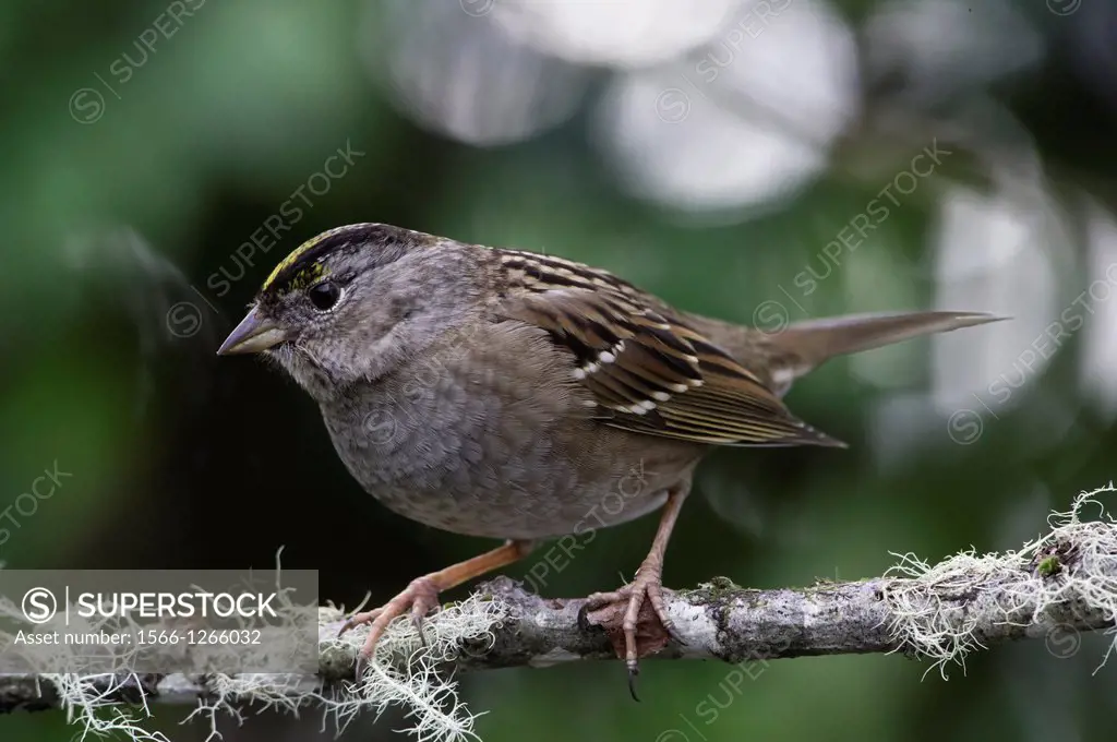 The large, handsome Golden-crowned Sparrow Zonotrichia Atricapilla is a common bird of weedy or shrubby lowlands and city edges in winter along the Pa...