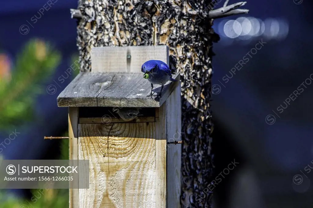 The Mountain Bluebird is migratory  Their range varies from Mexico in the winter to as far north as Alaska, throughout the western U S  and Canada  No...