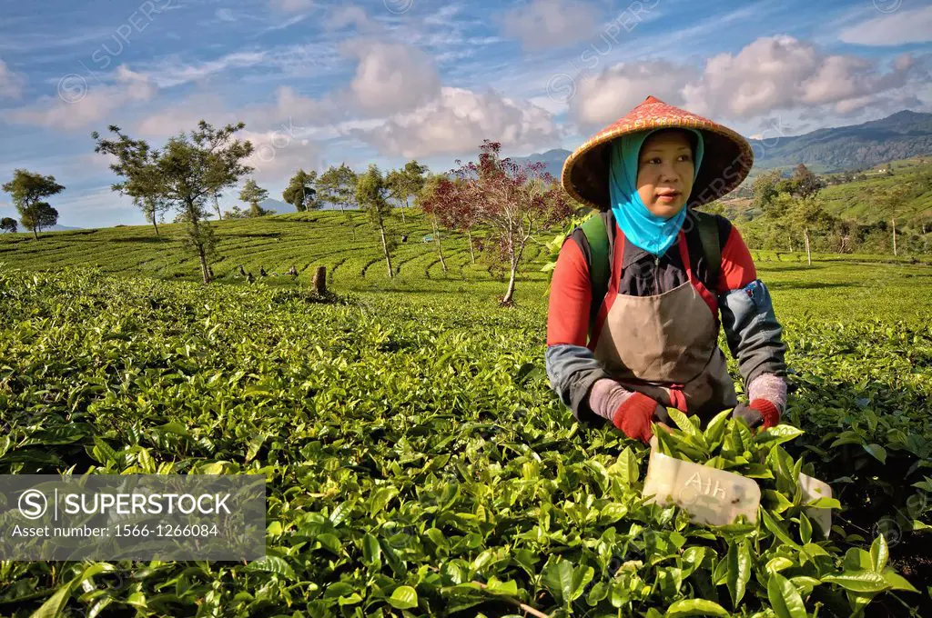 Woman picking tea at Malabar Tea Estate. Indonesia, Java, Jawa Barat, Bandung, Malabar Tea Estate. (/Julien Garcia)