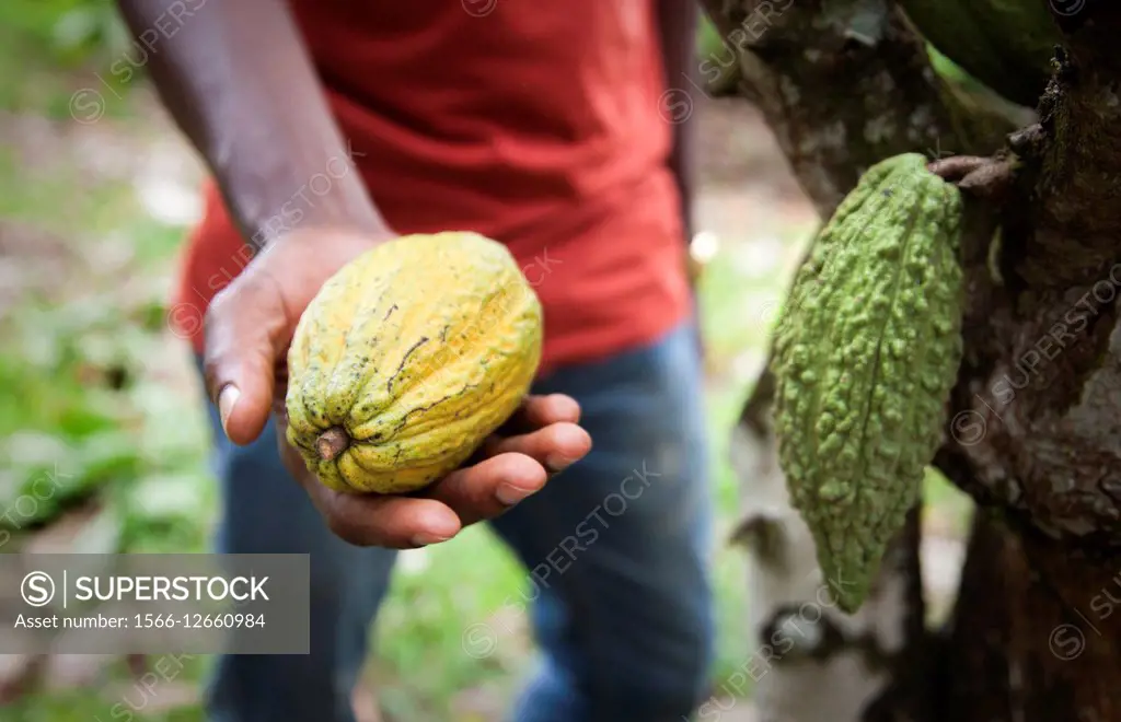 Cocoa seem, Subre, Ivory coast.