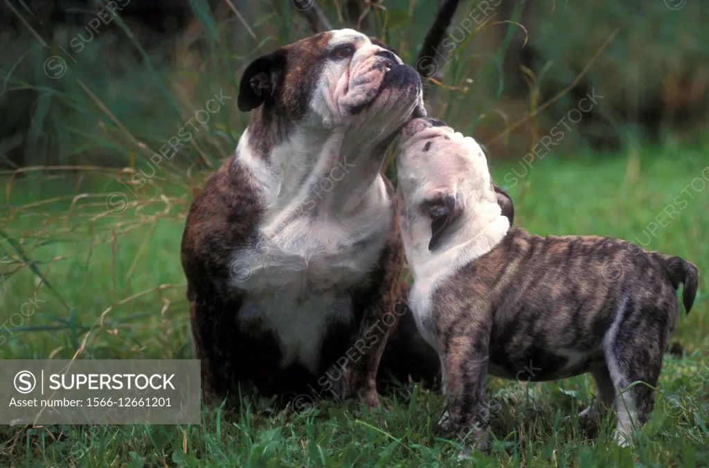 English Bulldog - Adult with pup (Canis familiaris).