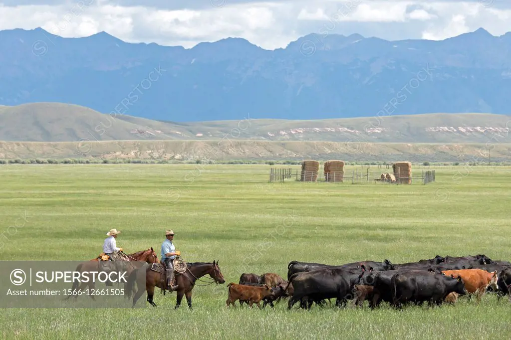 Walden, Colorado - Cowboys move cattle through a pasture on a ranch below the Medicine Bow Mountains.