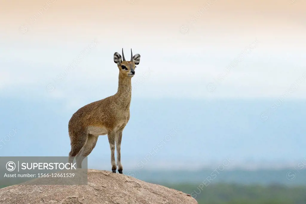 Klipspringer (Oreotragus oreotragus) standing on a rock wtih the Masai Mara in the background at dusk.