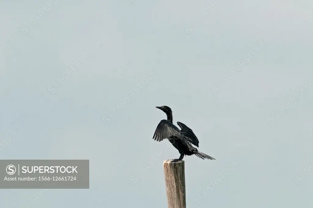 Little Cormorant (Phalacrocorax niger) - Thailand.