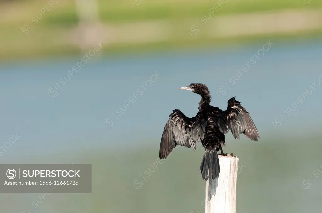 Little Cormorant (Phalacrocorax niger). Thailand.
