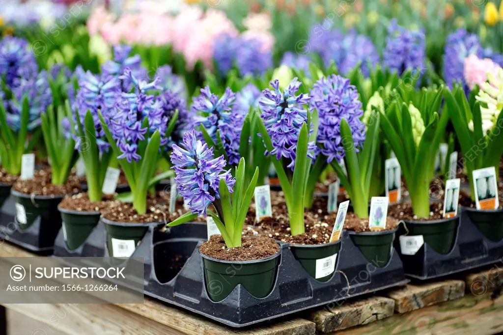 Display Table Full of Hyacinth Small Plants, at a Retail Plant Nursery Store