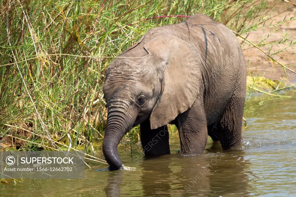 African Elephant (Loxodonta africana)- Young, in the river. The Common Reeds (Phragmites australis) are found in wetland, banks and shallows, the elep...