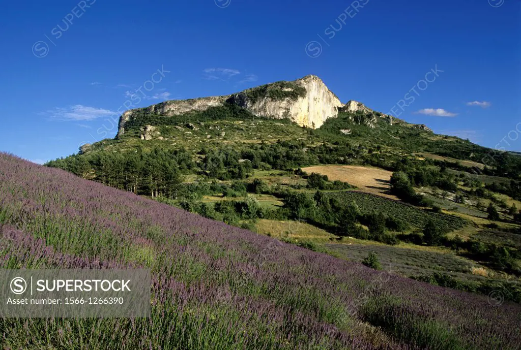 lavender fields around Mevouillon, Drome department, region of Rhone-Alpes, France, Europe