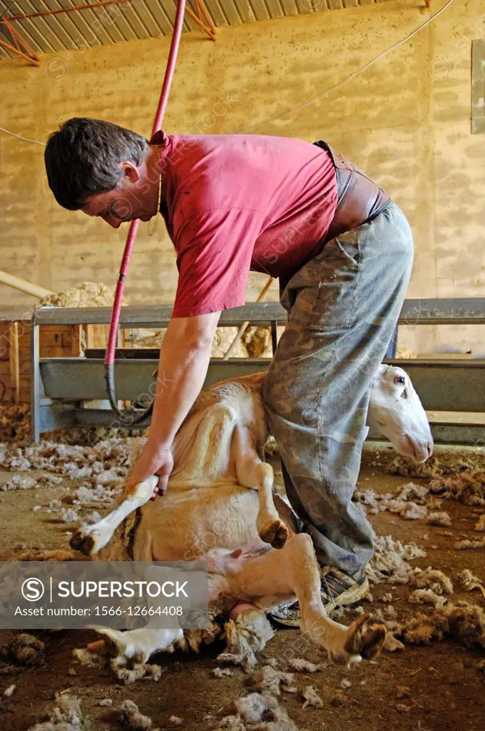 Shearers at work, Albacete province of Spain.