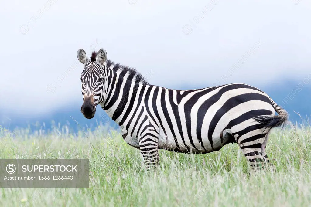 Plains zebra (Equus quagga) also called common zebra or Burchell's zebra, subspecies E. q. boehmi (Grant's zebra) in Kenya, Lewa Game Reserve. Africa,...