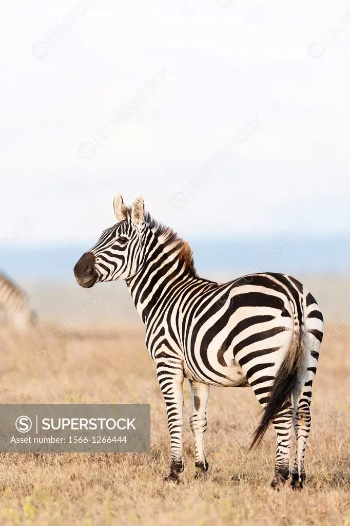 Plains zebra (Equus quagga) also called common zebra or Burchell's zebra, subspecies E. q. boehmi (Grant's zebra) in Kenya, Solio Game Reserve Africa,...