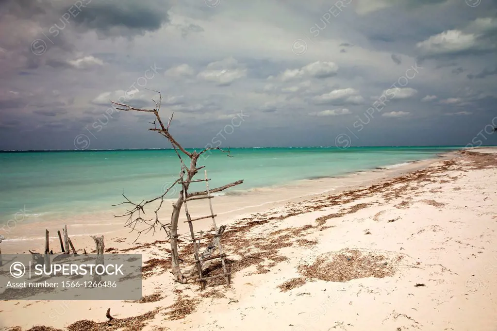 dead trees at the beach of the island Cayo Levisa, Pinar del Rio, Cuba, Caribbean