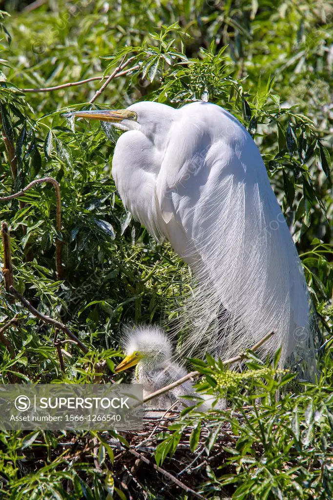 Great Egret or American Egret with chick on nest at Gatorland in Orlando Florida