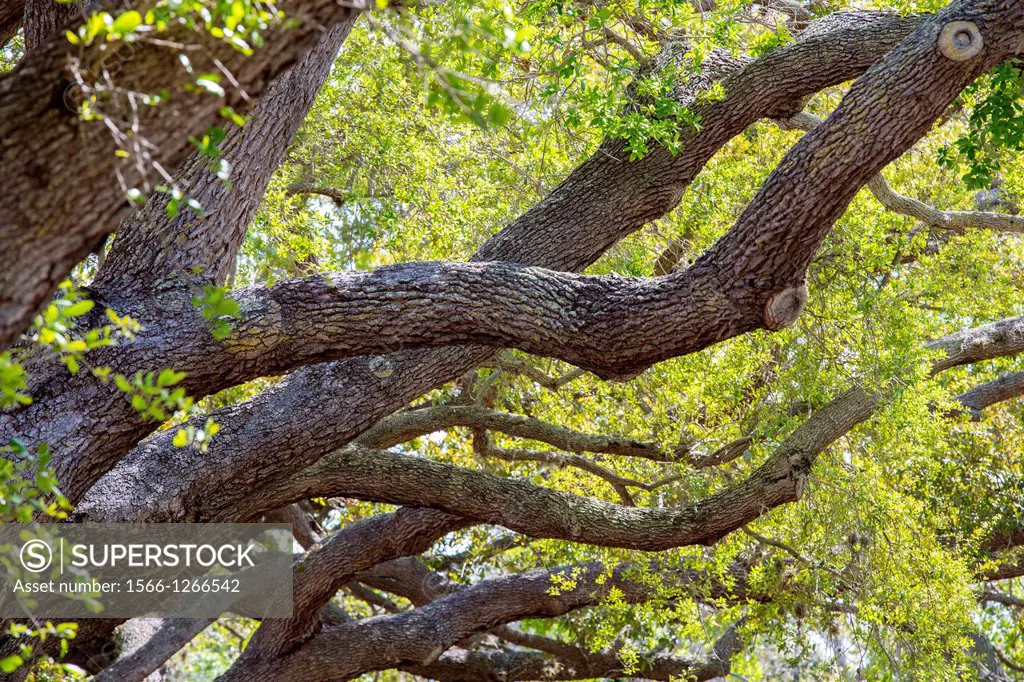 Details of Live Oak trees on Venice Avenue in Venice Florida