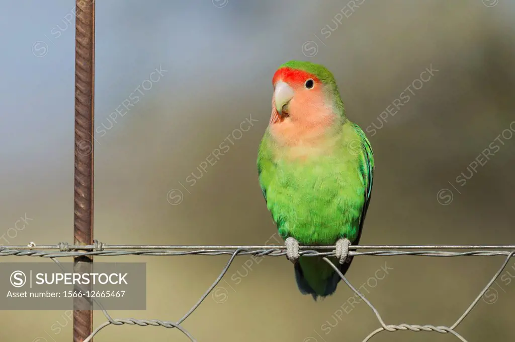 Rosy-faced Lovebird (Agapornis roseicollis) - Adult at a wire fence of a farm. South-east Namibia.