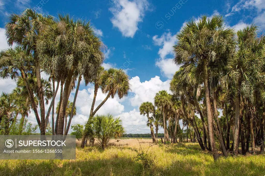 Myakka River State Park in Sarasota Florida