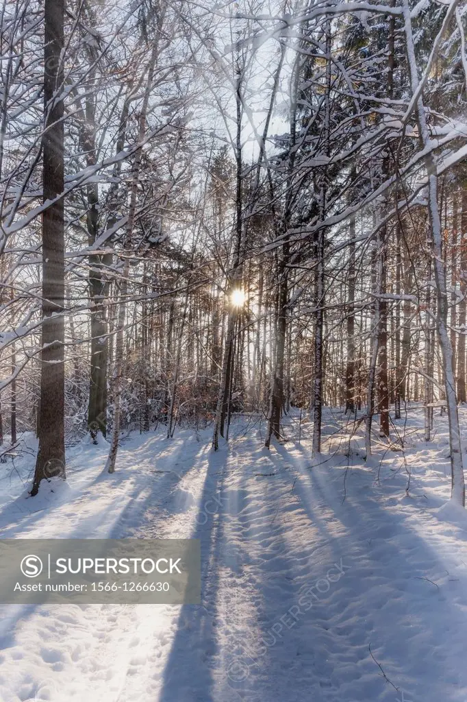Forest in winter, in Saxon Switzerland, Elbe Sandstone Mountains, Saxony, Germany, Europe