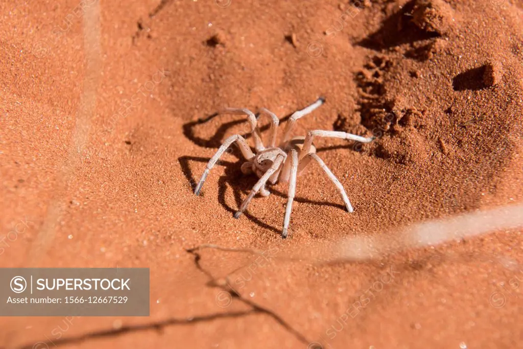 Dancing White Lady Spider (Leucorchestris arenicola) in the Nabib Desert, Namibia.