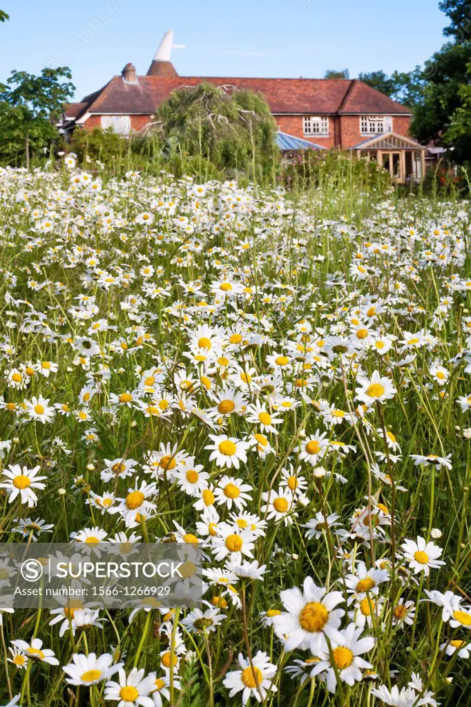 Meadow full of blooming daisies with view towards the house. English countryside in Kent.