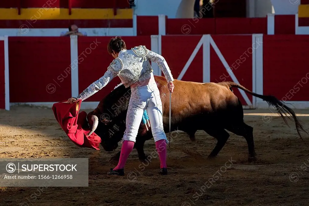 The Spanish Bullfighter Alberto Lamelas bullfighting with the crutch in the Bullring of Sabiote, Jaen, Spain, 24 august 2011