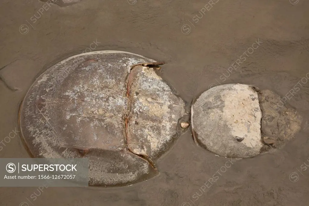 Atlantic horseshoe crab, Limulus polyphemus, Delaware bay, Delaware, coming ashore to breed. USA