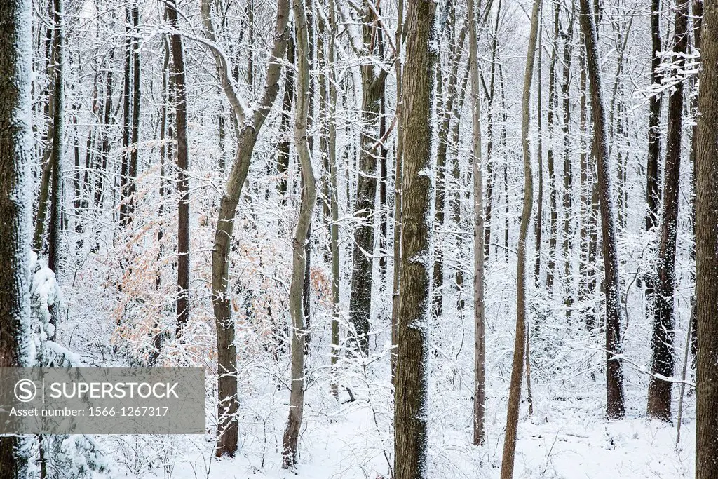 Snow laden forest trees, New Jersey, USA