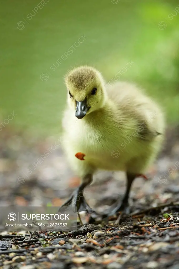 Close-up of a Canada goose (Branta canadensis) chick on a meadow in spring.