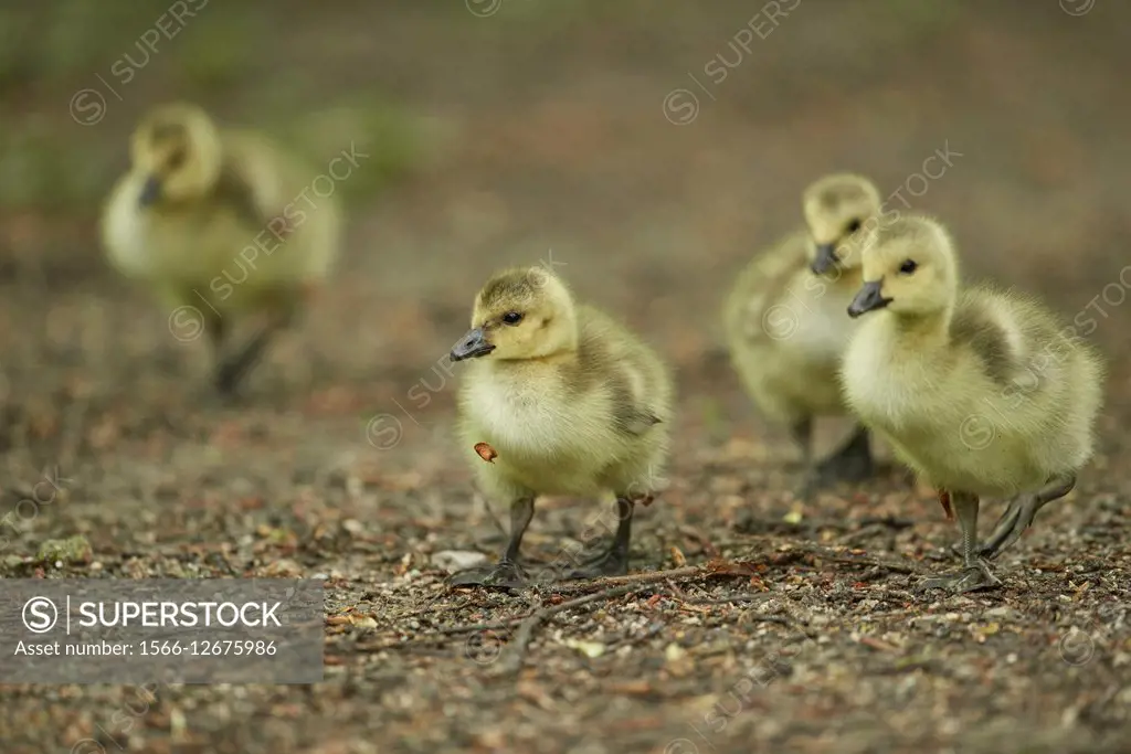 Close-up of a Canada goose (Branta canadensis) chicks in spring.