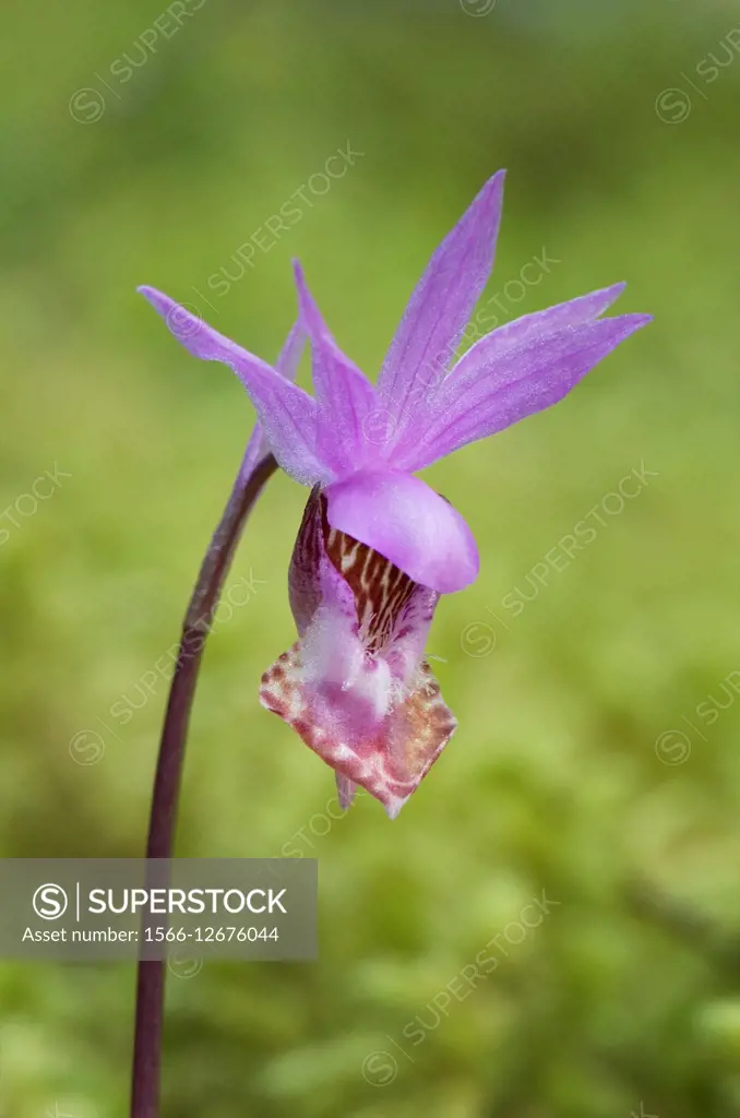 Calypso orchid (Calypso bulbosa).