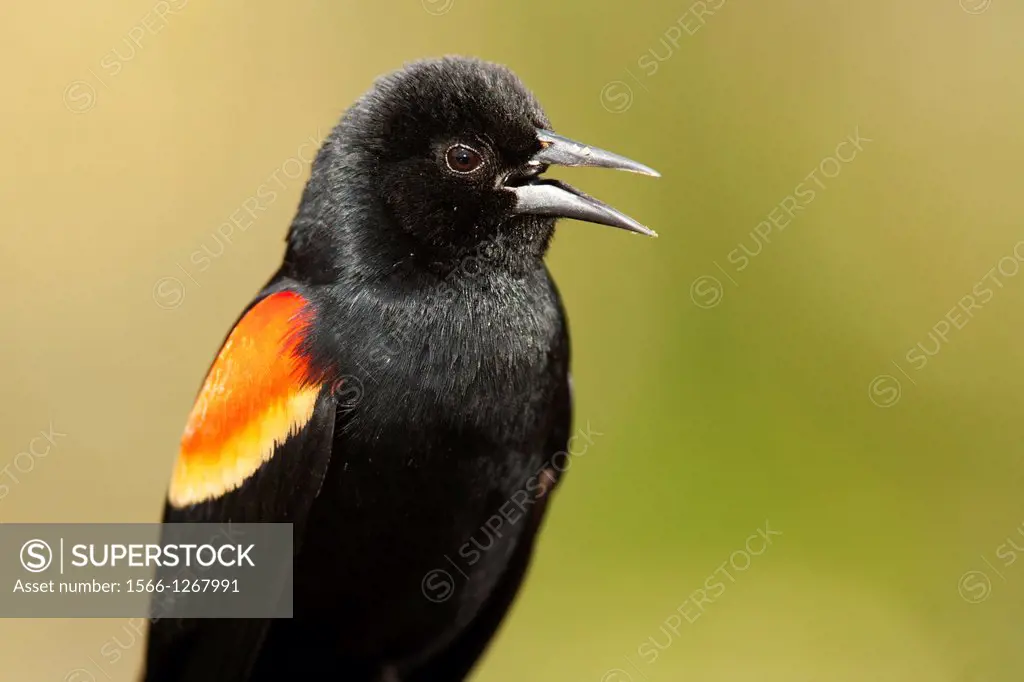 Red-winged Blackbird - Green Cay Wetlands - Boynton Beach, Florida USA