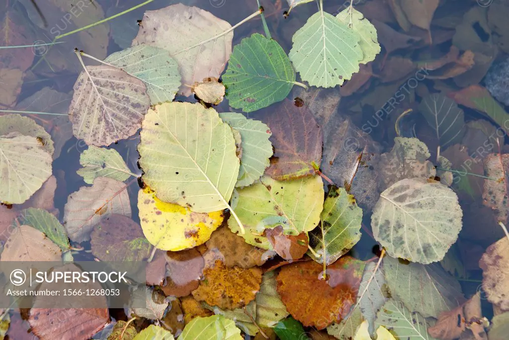 Alder leaves in the river water, Guarda, Portugal