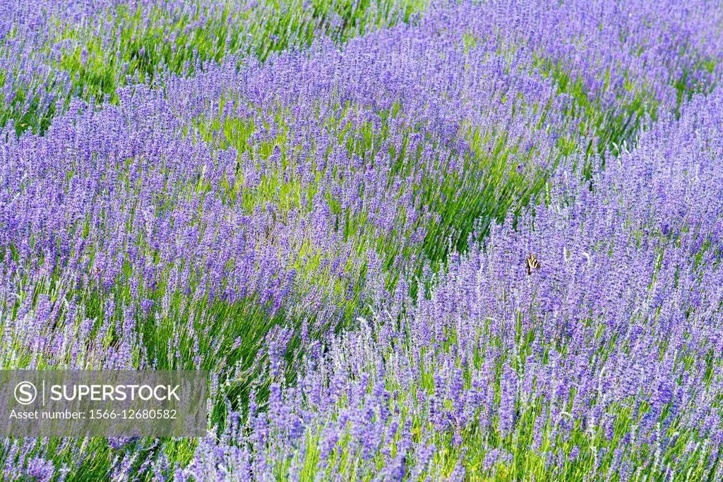 Canada, BC, Saltspring Island. Field of Lavender