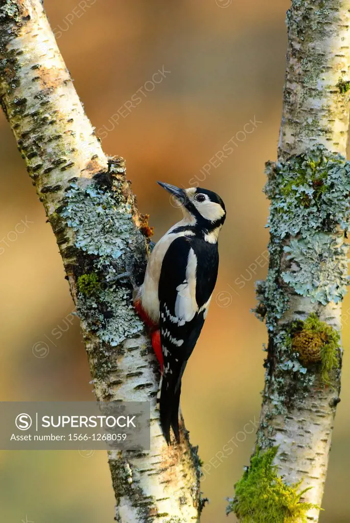 Female Great Spotted Woodpecker, Dendrocopos major, on Birch tree, Betula sp., Dumfries and Galloway, Scotland, UK