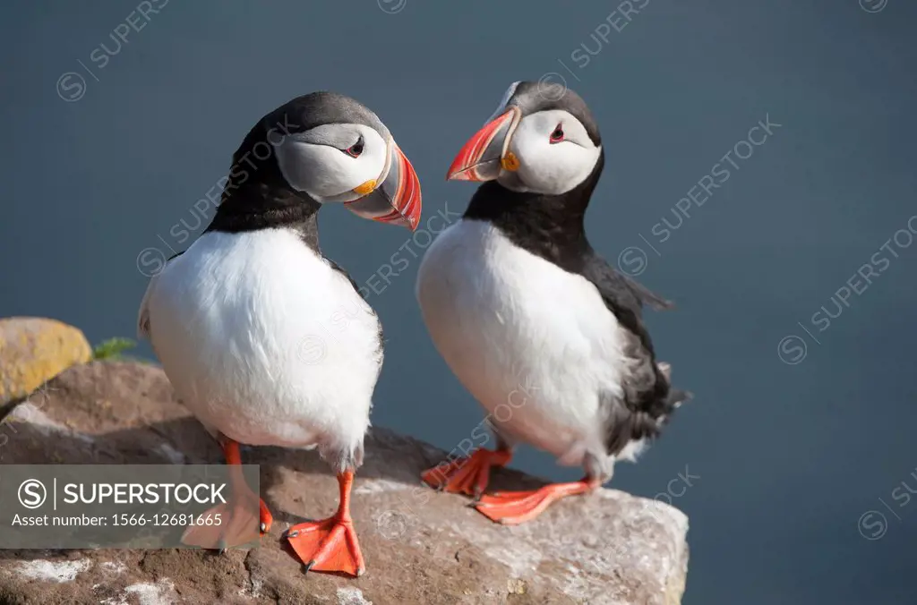 Pair of Atlantic puffins (Fratercula arctica) on the western most cliffs in Iceland, Látrabjarg, Westfjords, Iceland.