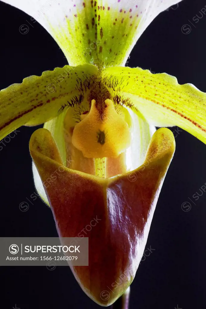 Orchid Paphiopedilum leeanum is a hybrid between Paphiopedilum spicerianum × Paphiopedilum insigne - Germany