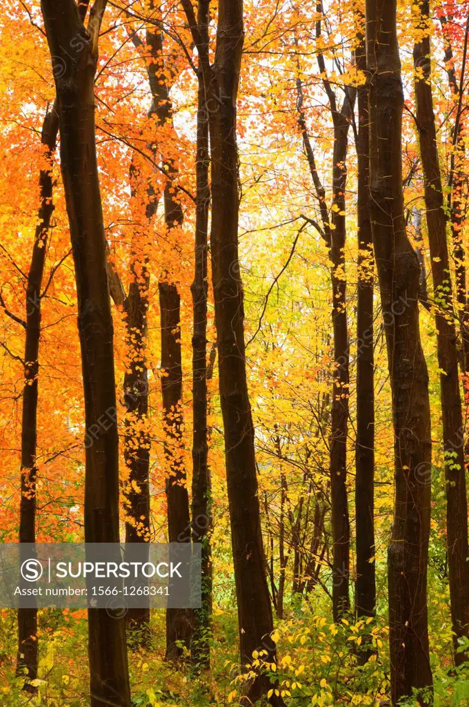 Sugar maple grove in autumn, Wolcott Park, West Hartford, Connecticut