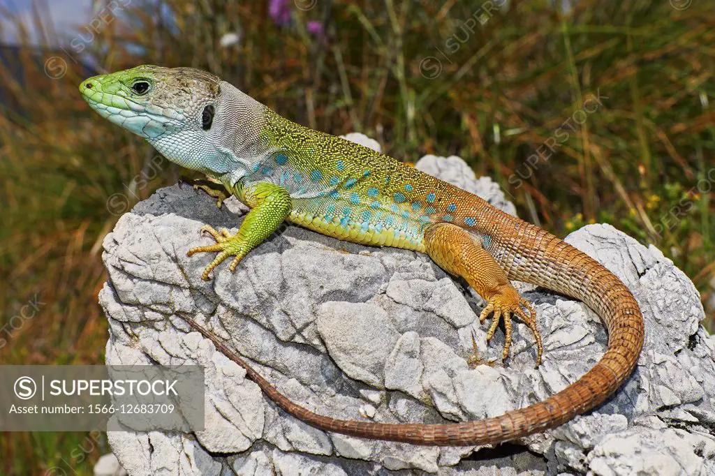 Ocellated lizard (Lacerta lepida), Timon Lepidus, Benalmadena, Malaga, Andalusia, Spain.
