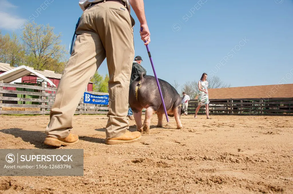 Man guiding a small pig with a stick while woman in a dress walks in the background in College Park, Maryland. USA.