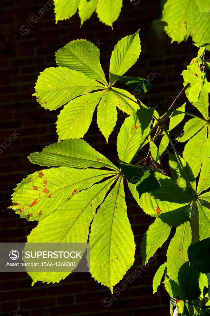 Horse chesnut leaves, Palisado Green, Windsor, Connecticut