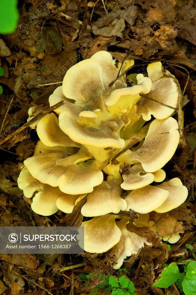 Mushroom, Shade Swamp Sanctuary, Connecticut