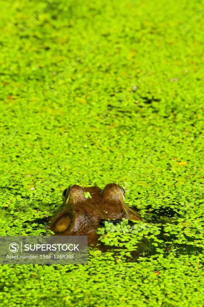 Frog in duckweed, Shade Swamp Sanctuary, Connecticut