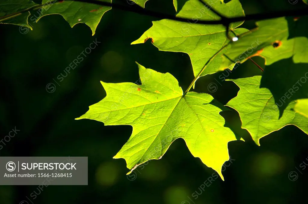 Maple leaves, Farmington River Trail, Farmington, Connecticut