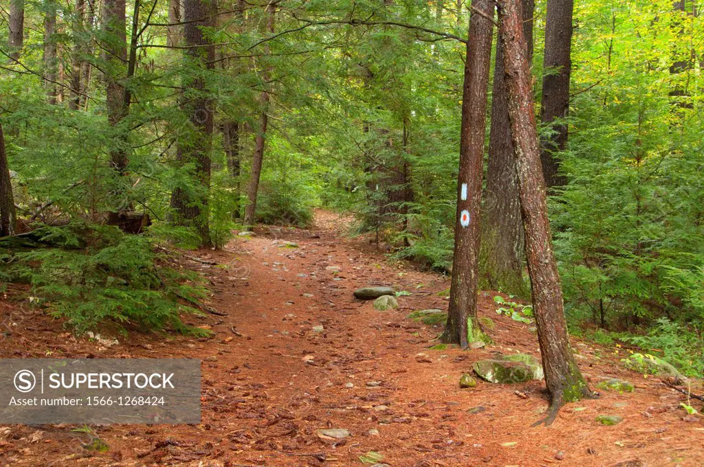 Robert Ross Trail, Peoples State Forest, Connecticut