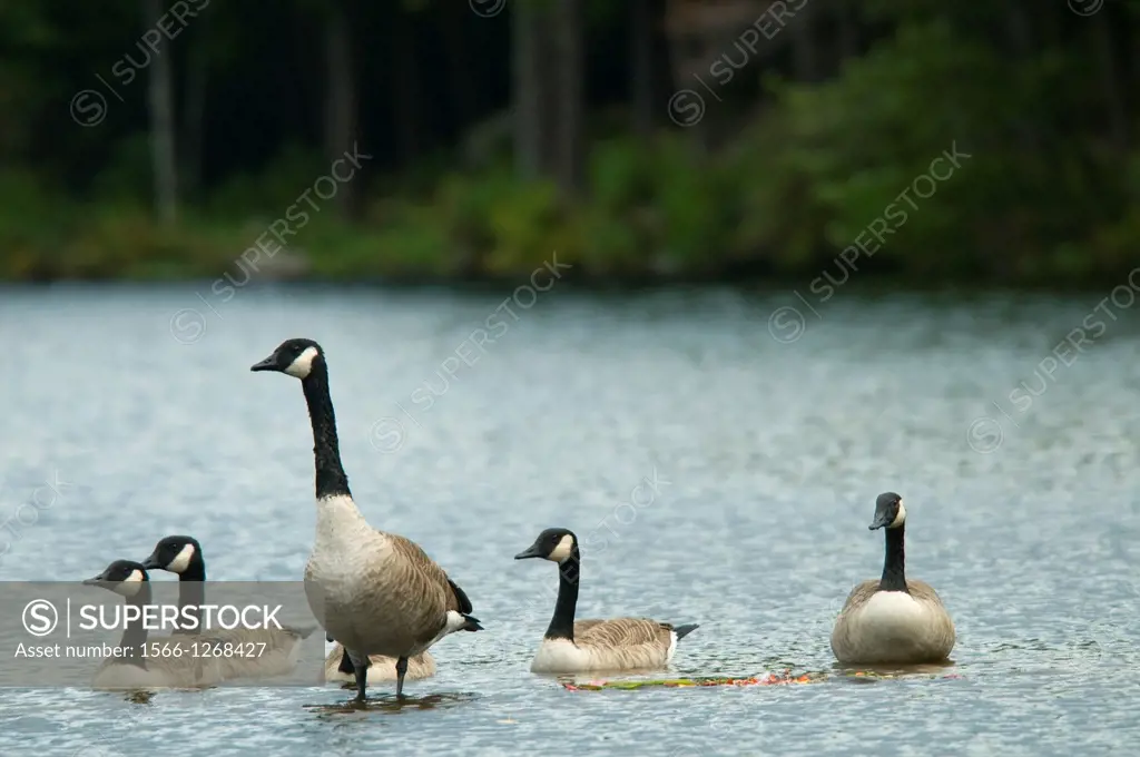 Canada geese (Branta canadensis) on Burr Pond, Burr Pond State Park, Connecticut