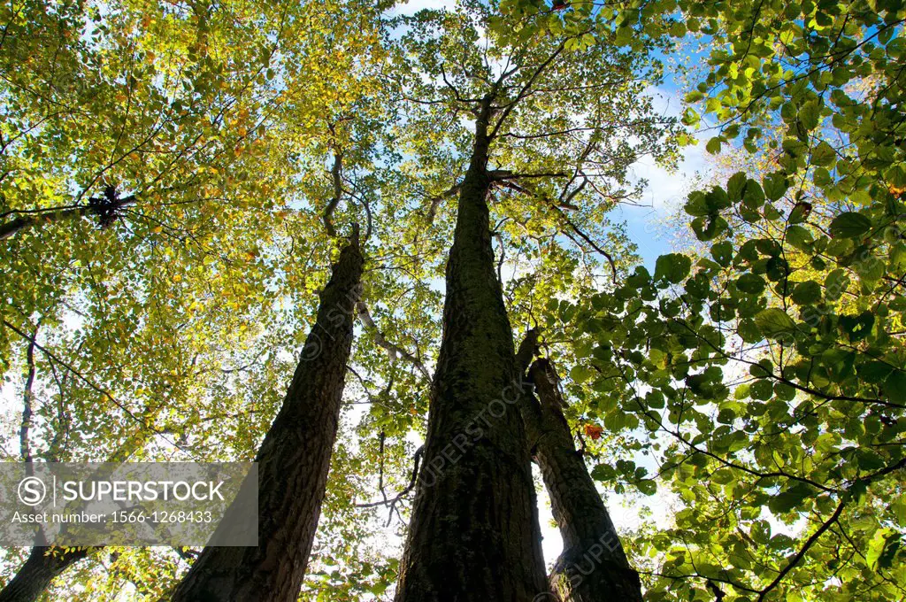 Forest trunks along Mattatuck Trail, Mohawk State Forest, Connecticut