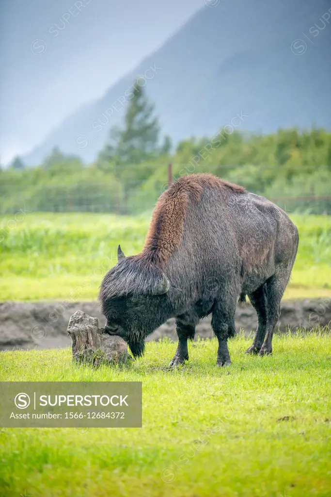 Wood Bison (Bison bison athabascae) (Wood Buffalo) in Alaska.