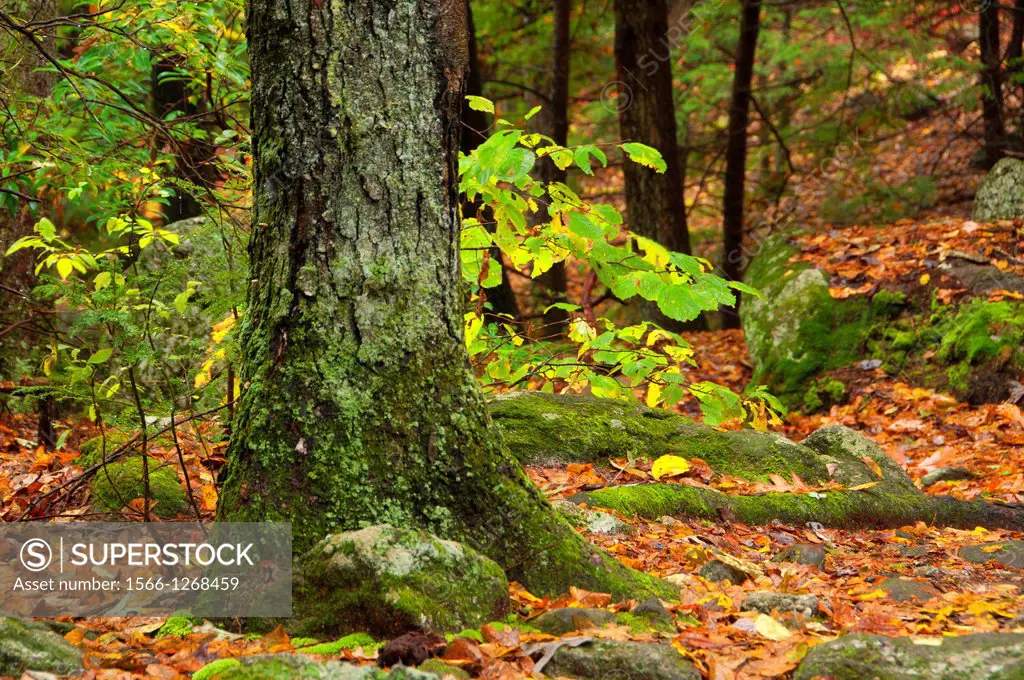 Forest by Mattatuck Trail, Buttermilk Falls Preserve, Connecticut
