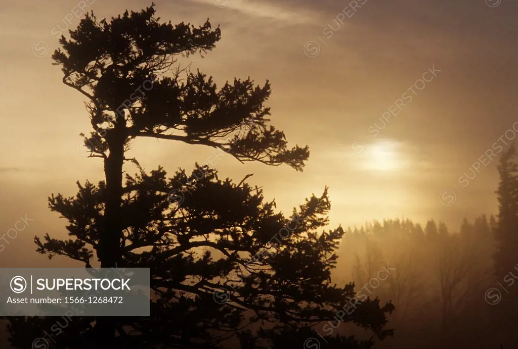 Fir sunrise, Columbia River Gorge National Scenic Area, Oregon
